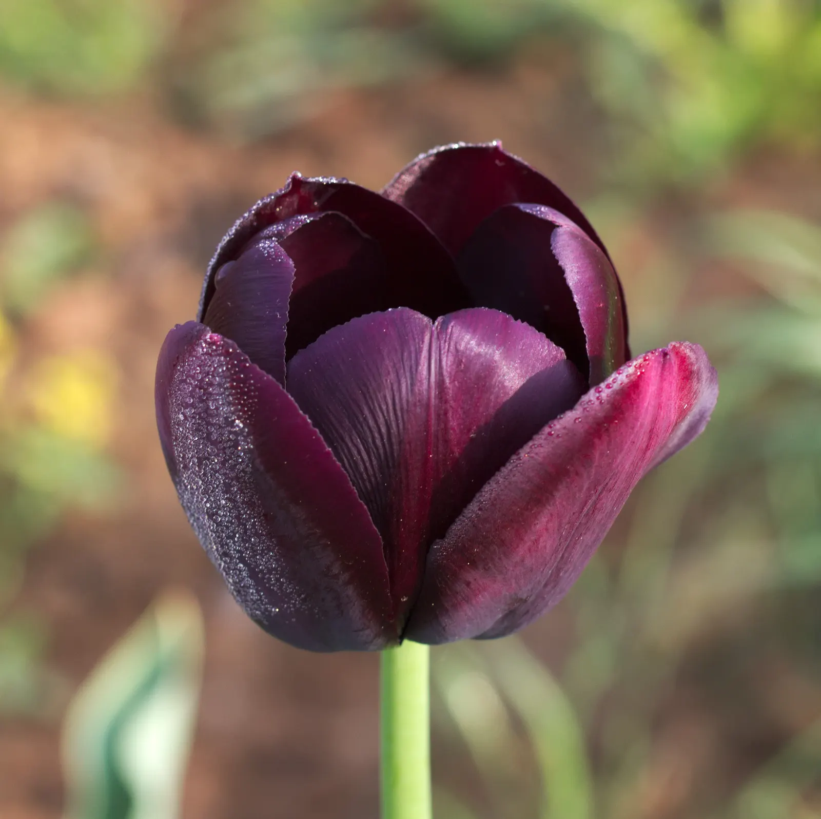 Queen Of The Night Tulip (Tulipa 'Queen Of The Night') — ideally at depths of 6 to 8 inches with 4 to 6 inches between each bulb