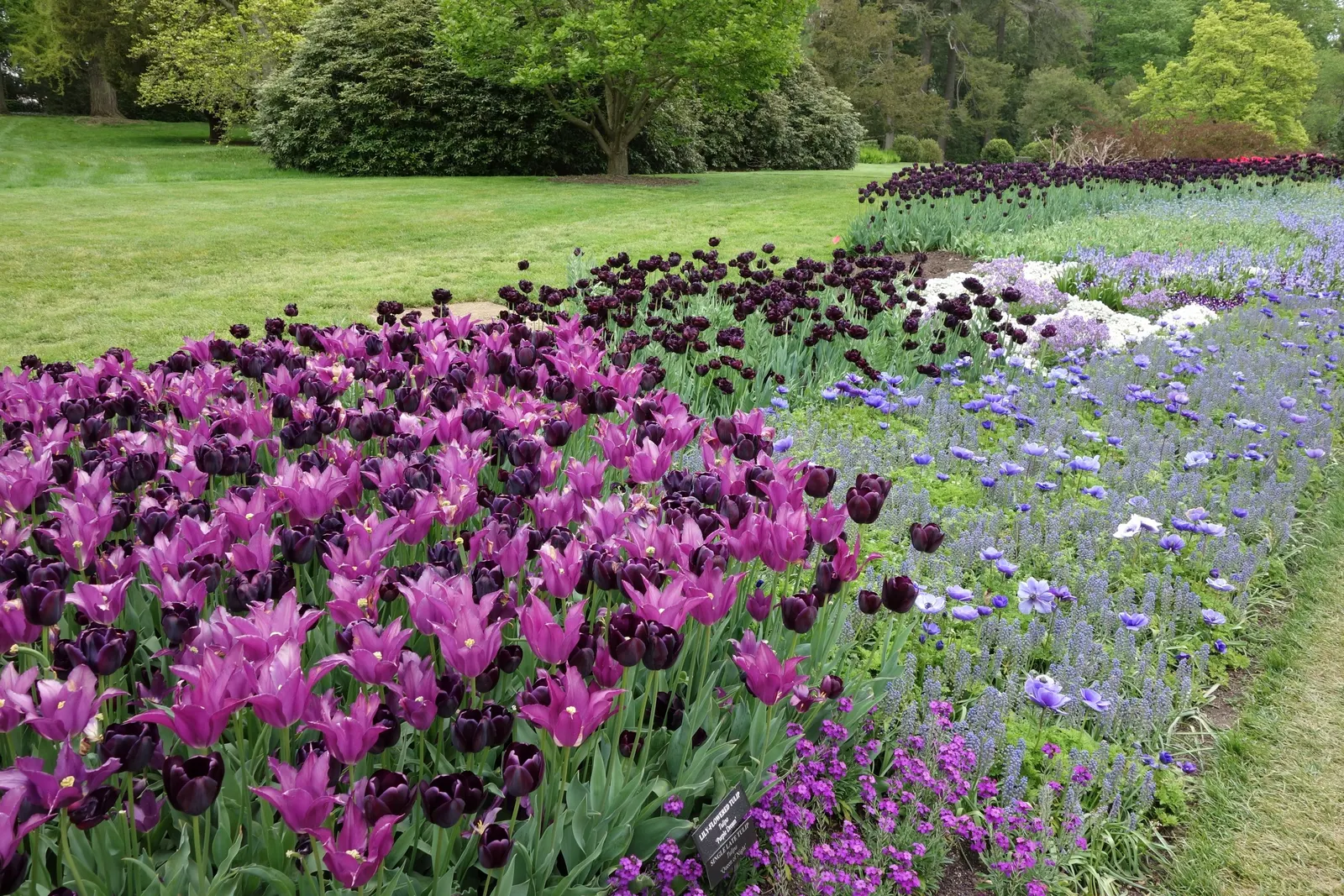Queen Of The Night Tulip (Tulipa 'Queen Of The Night') — bulb for full or half