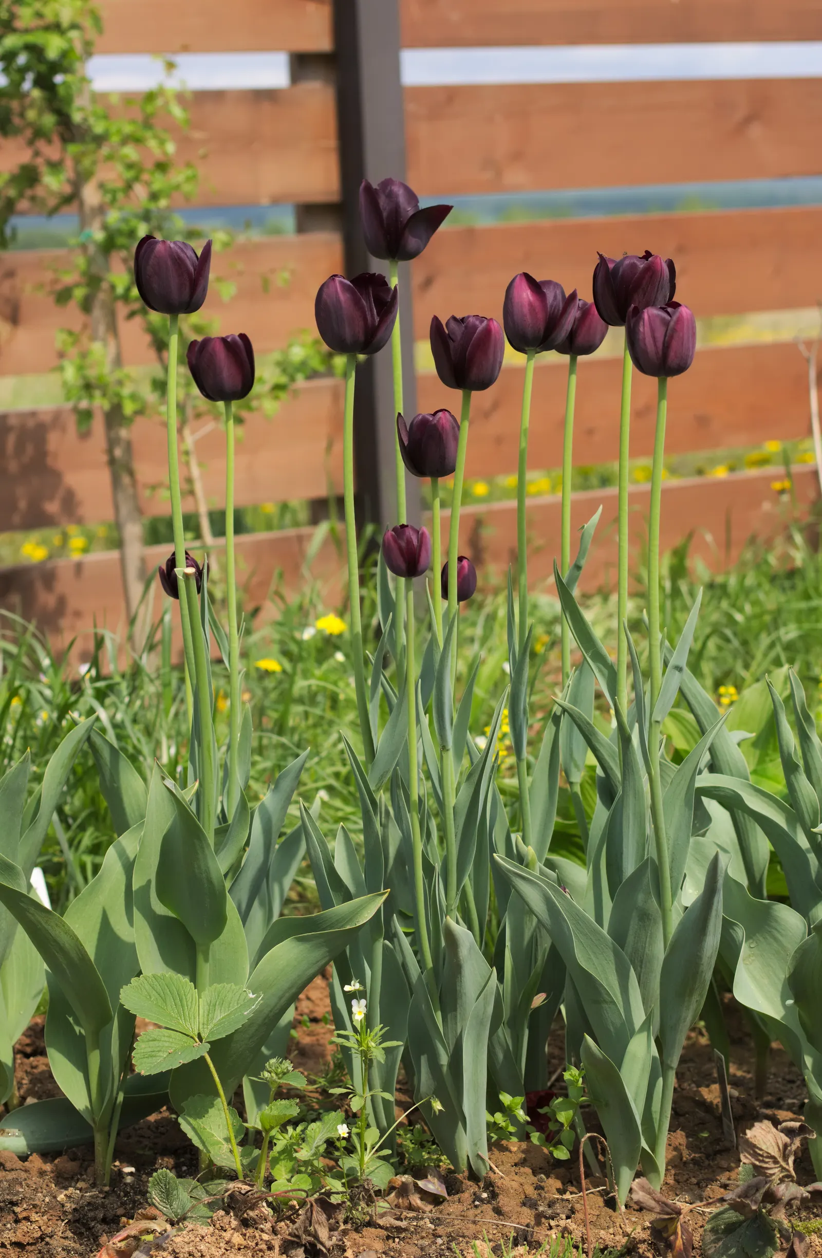 Queen Of The Night Tulip (Tulipa 'Queen Of The Night') — potentially increasing its longevity