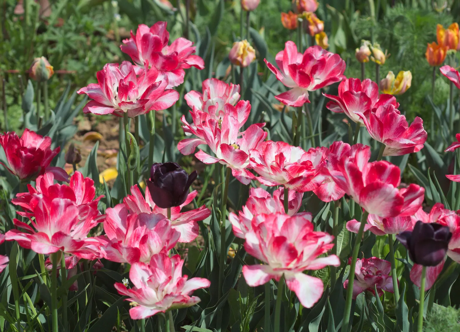 Queen Of The Night Tulip (Tulipa 'Queen Of The Night') — purple flowers in the garden
