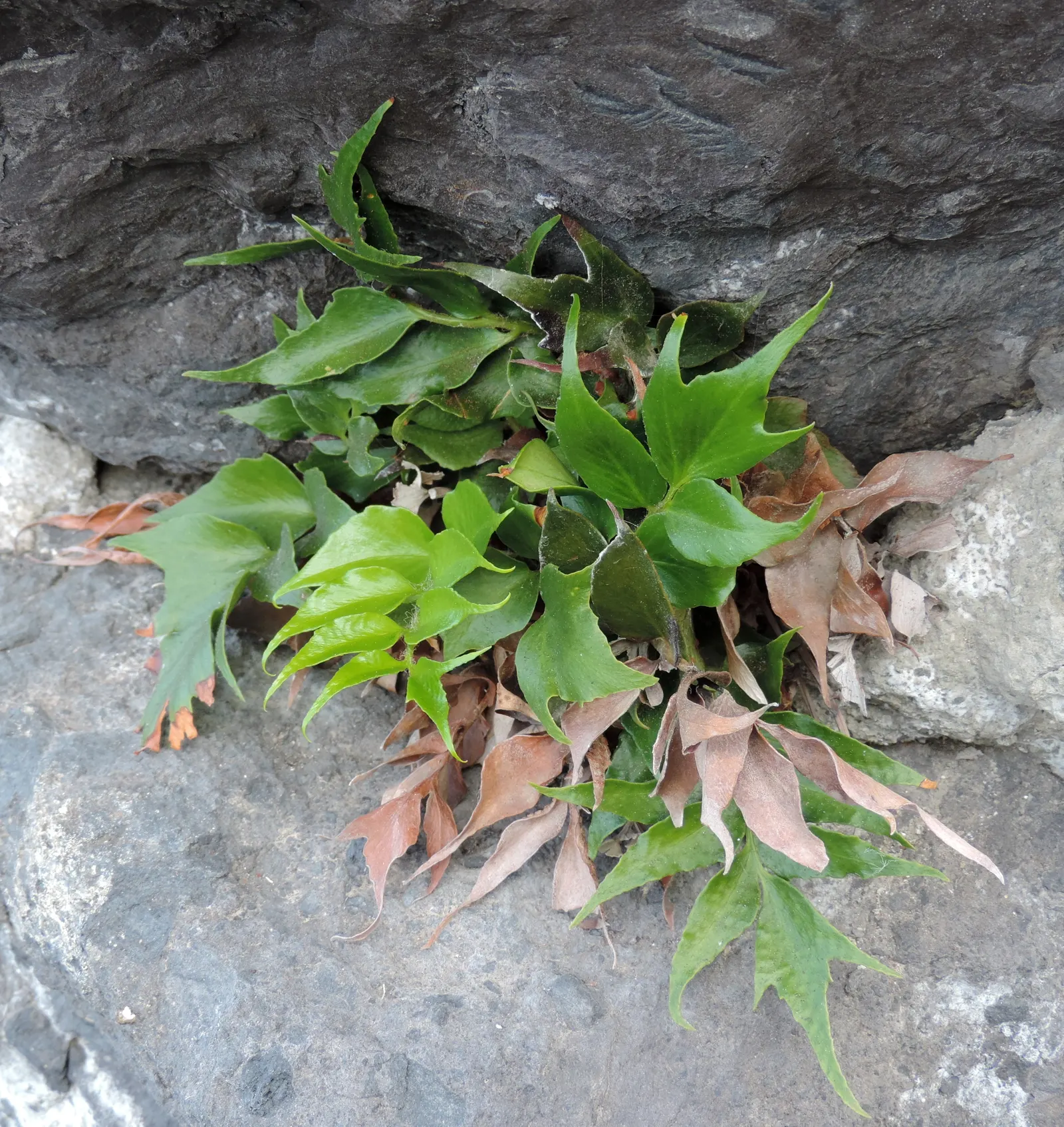 Japanese Holly Fern (Cyrtomium Falcatum) — this species adds textural contrast owing to its shiny; favoring partial to full shade conditions
