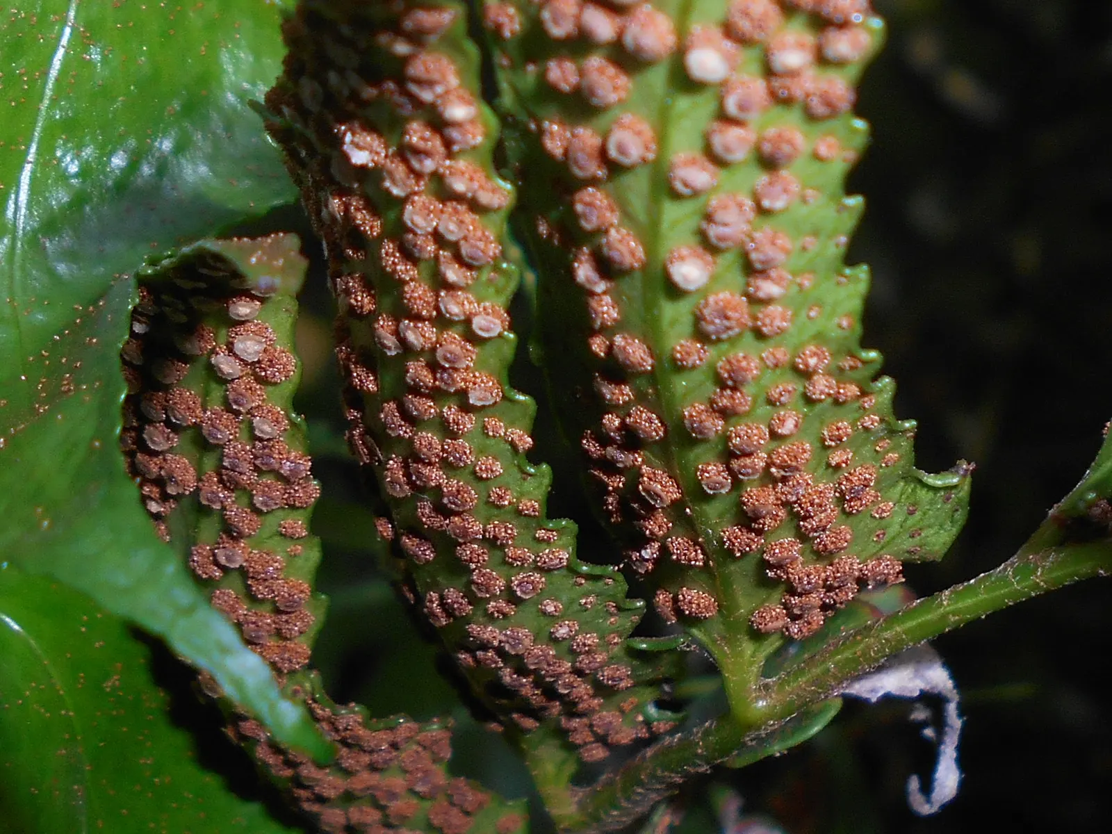 Japanese Holly Fern (Cyrtomium Falcatum) — arching fronds that resemble holly leaves