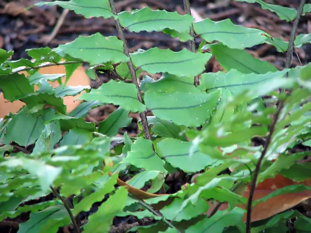 Japanese Holly Fern (Cyrtomium Falcatum) — enhanced with organic matter; each frond can reach a length of 18 to 24 inches, image 95