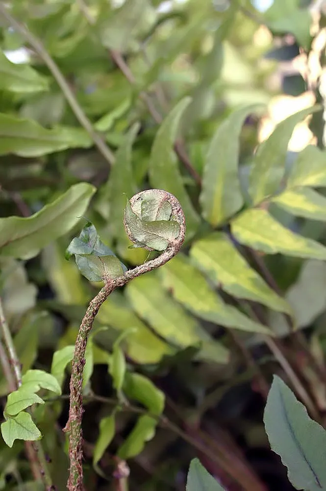 Japanese Holly Fern (Cyrtomium Falcatum) — botanically termed Cyrtomium falcatum; and it performs admirably in shaded rock gardens or borders, image 59