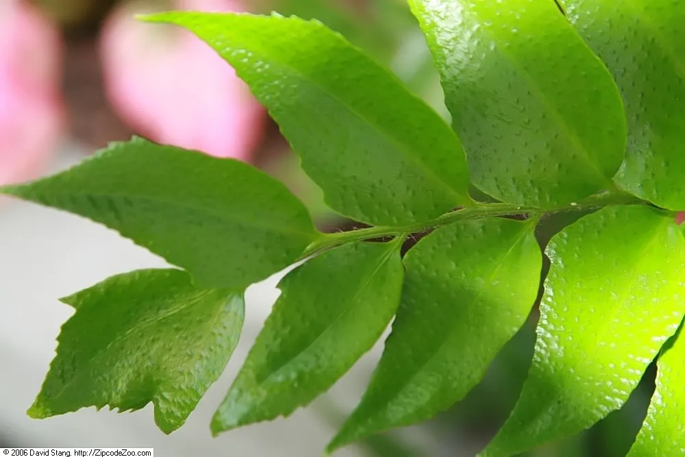 Japanese Holly Fern (Cyrtomium Falcatum) — and it performs admirably in shaded rock gardens or borders; botanically termed Cyrtomium falcatum, image 72
