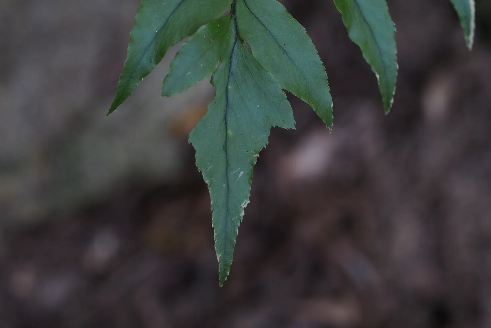 Japanese Holly Fern (Cyrtomium Falcatum) — Each frond can reach a length of 18 to 24 inches; it thrives in partial to full shade and prefers moist, image 90