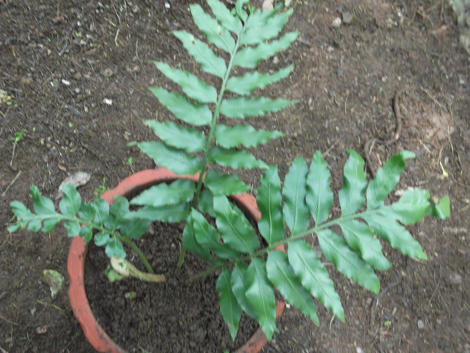 Japanese Holly Fern (Cyrtomium Falcatum) — or as a groundcover under larger plants; it's pest and disease-resistant