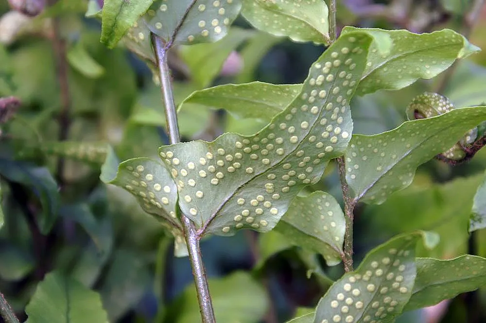 Japanese Holly Fern (Cyrtomium Falcatum) — favoring partial to full shade conditions; additionally, its deer resistance is a valuable trait for, image 67