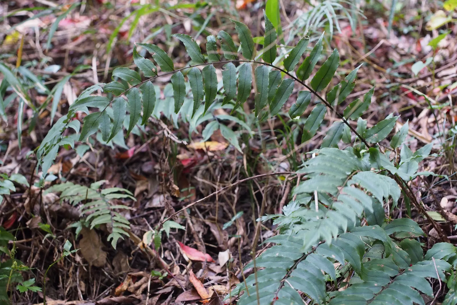 Japanese Holly Fern (Cyrtomium Falcatum) — leathery pinnae (leaflets) that are shaped with a distinctive holly-like appearance; and resistance to, image 63