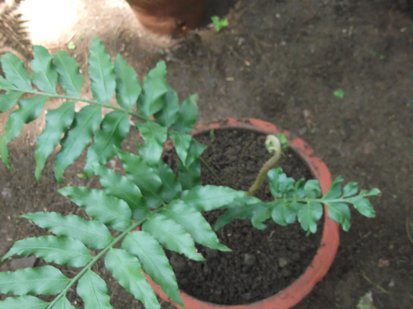 Japanese Holly Fern (Cyrtomium Falcatum) — elegantly unfurling to create a dense; enhanced with organic matter