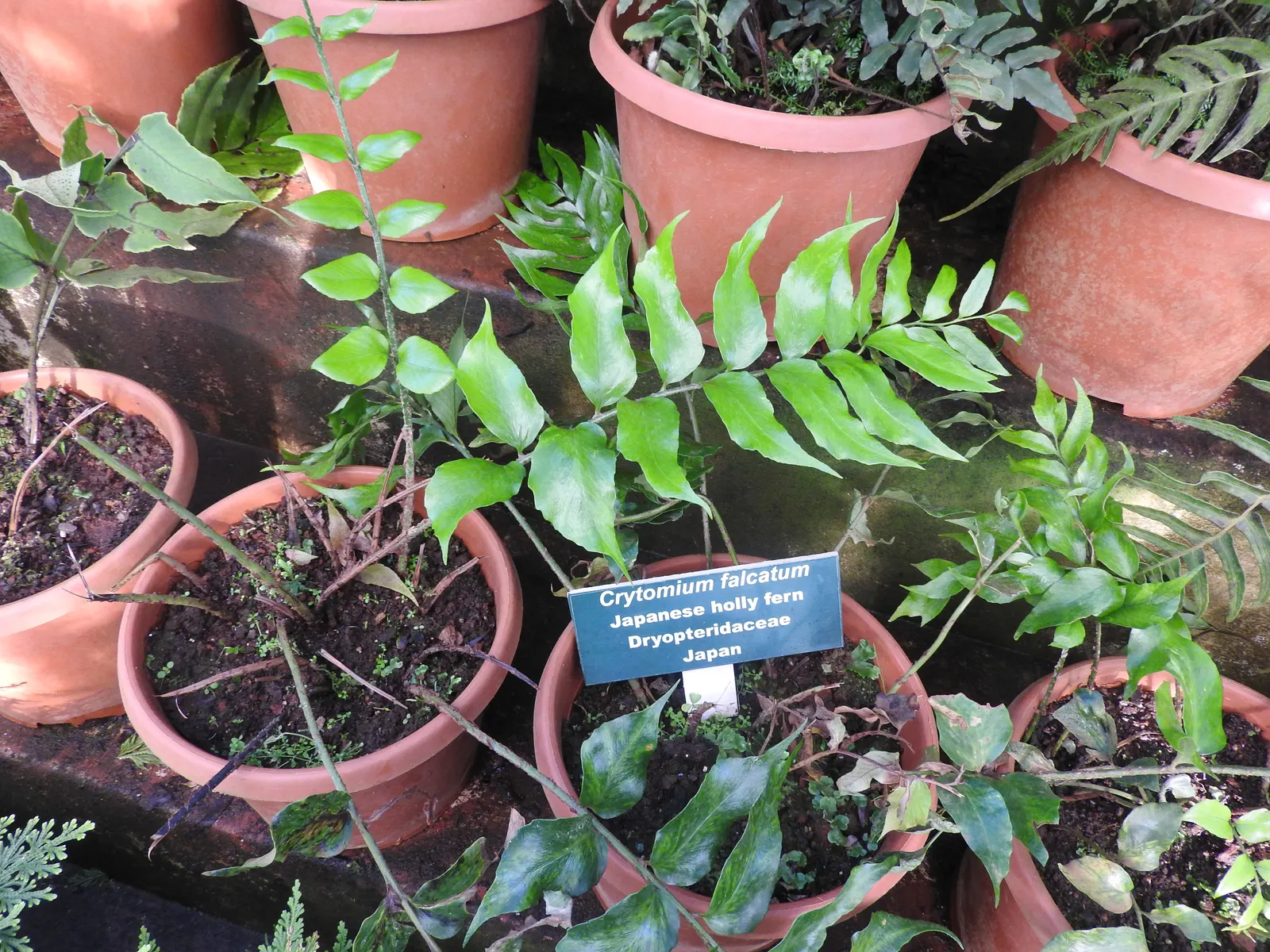 Japanese Holly Fern (Cyrtomium Falcatum) — Its tolerance for dry shade once established