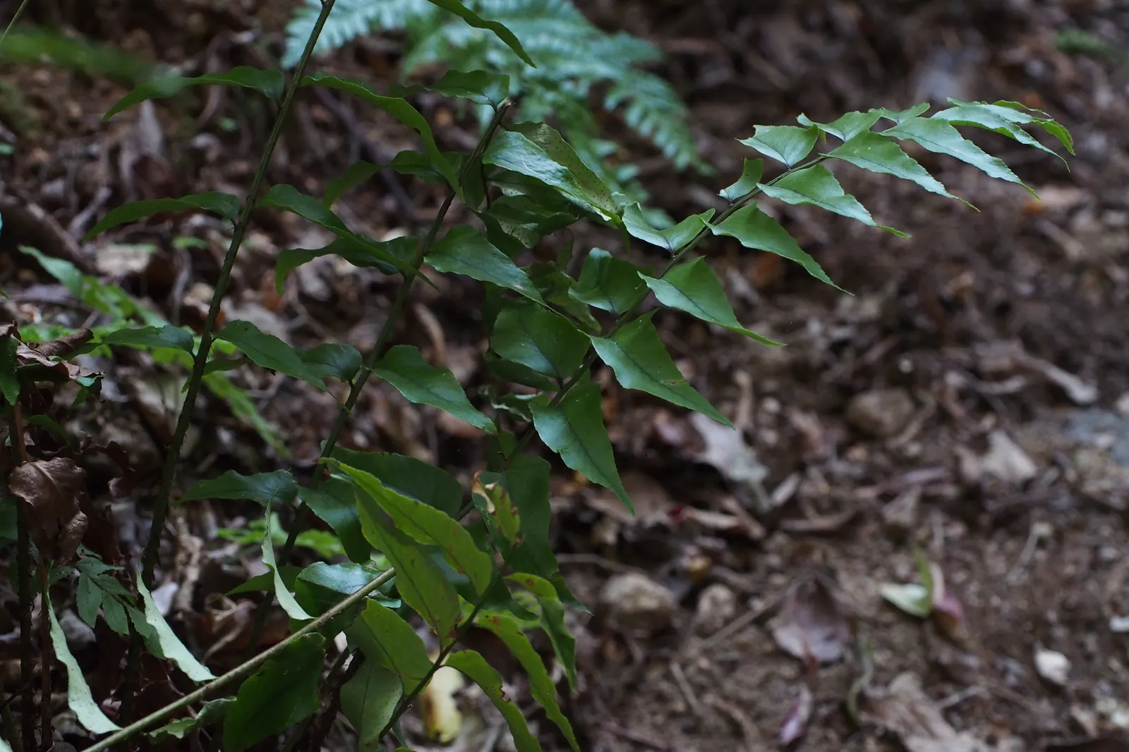 Japanese Holly Fern (Cyrtomium Falcatum) — Watering should be consistent to maintain evenly moist soil; however; fern / shrub for half or shade, image 97