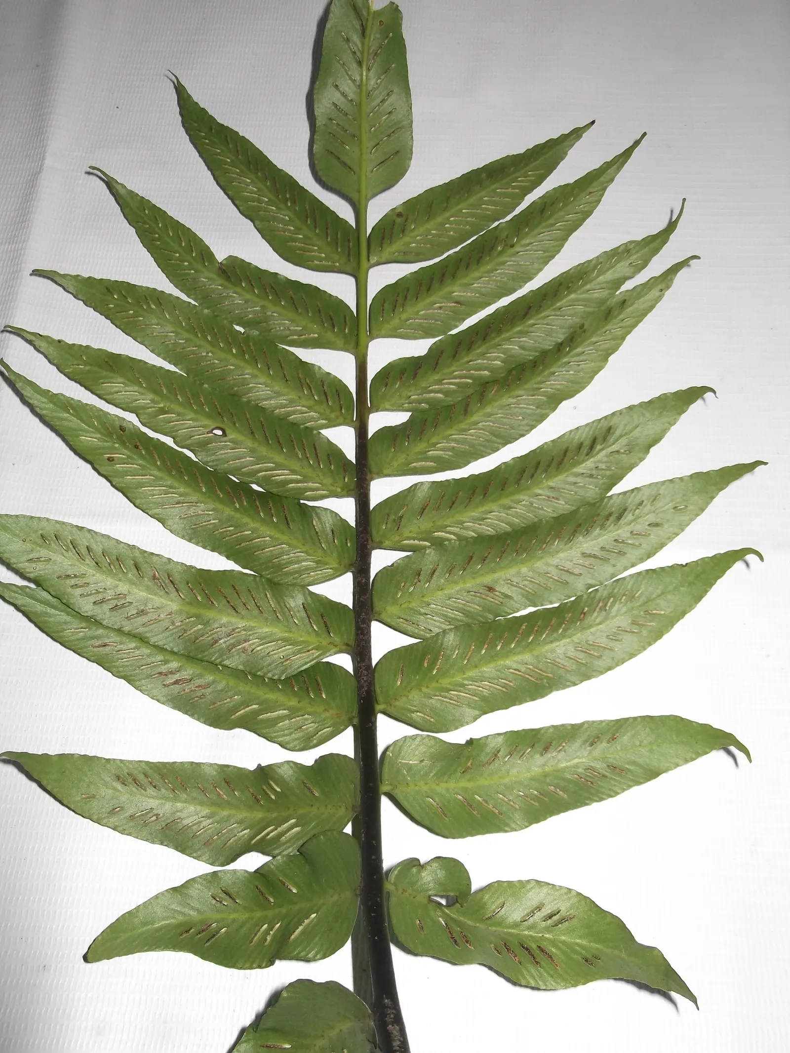 Japanese Holly Fern (Cyrtomium Falcatum) — holly-like fronds reaching up to 2 feet in length