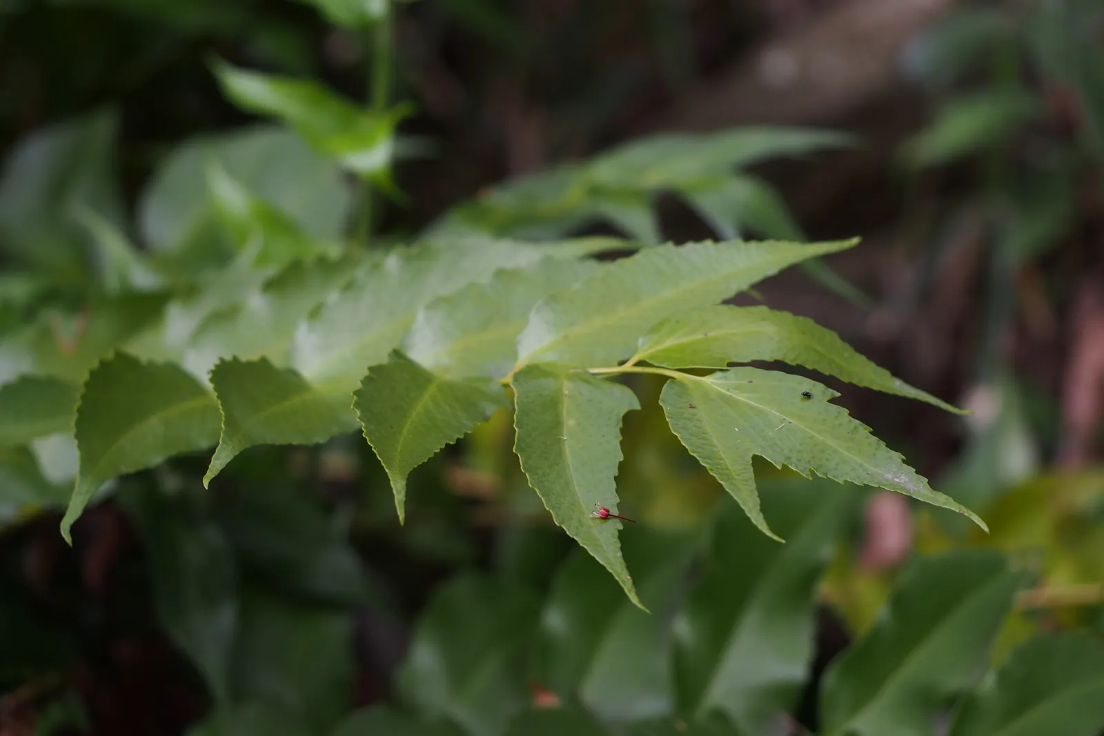 Japanese Holly Fern (Cyrtomium Falcatum) — this evergreen fern is ideal for adding texture to shaded landscapes; when employing Cyrtomium falcatum, image 82