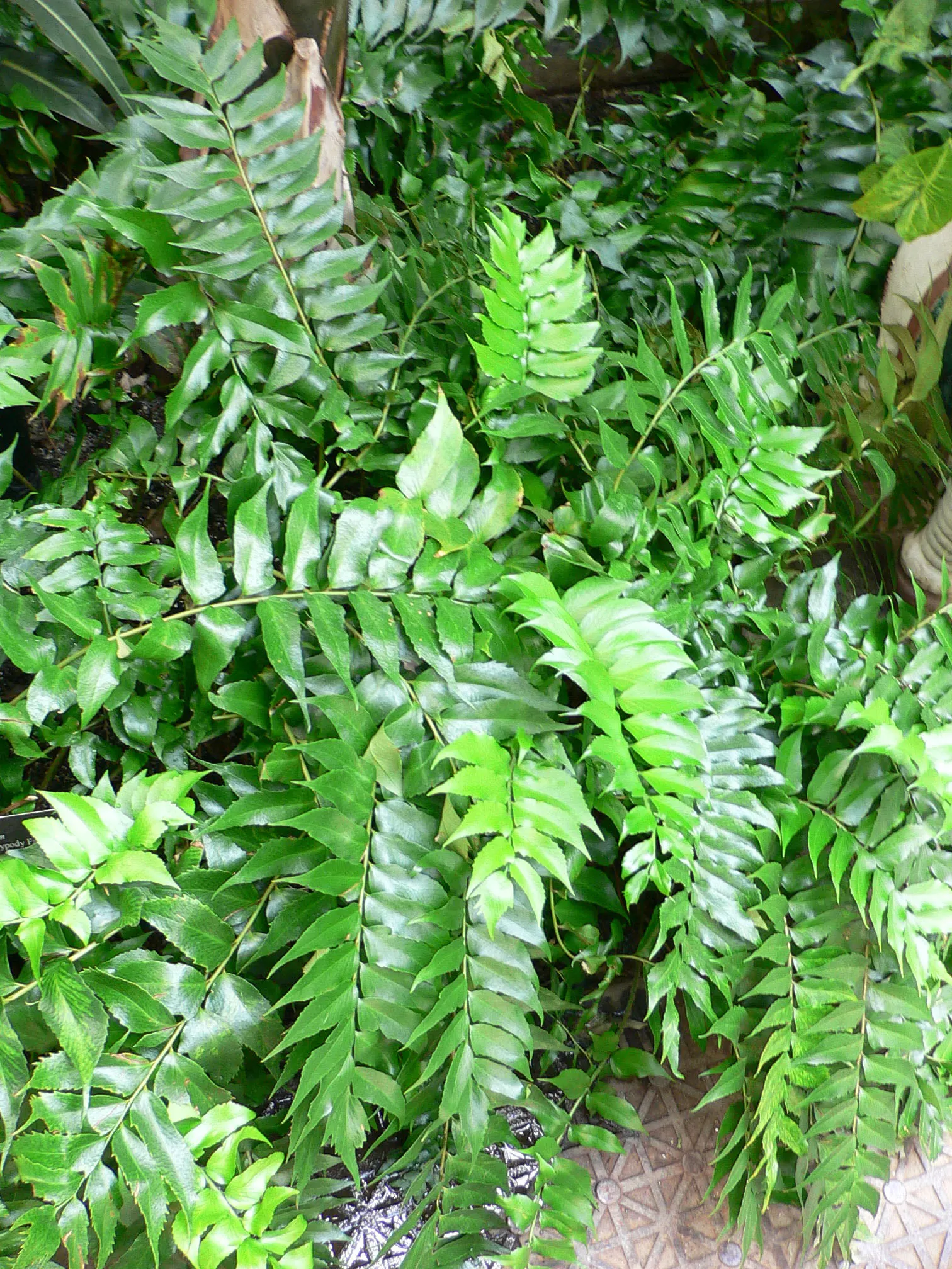 Japanese Holly Fern (Cyrtomium Falcatum) — or as a groundcover under larger plants; it's pest and disease-resistant, image 83