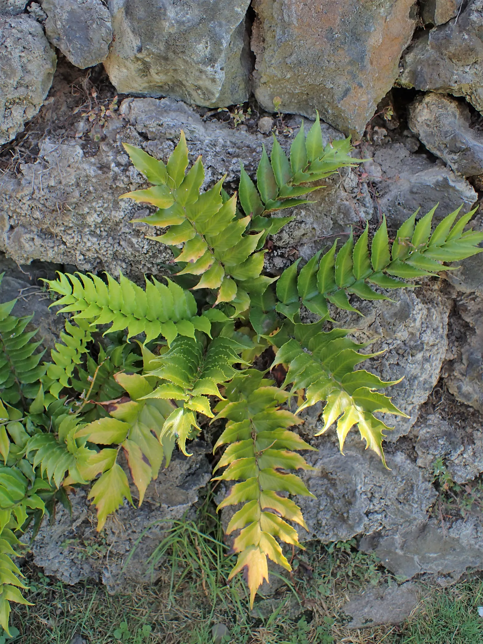 Japanese Holly Fern (Cyrtomium Falcatum) — arching fronds that resemble holly leaves; evergreen fern cherished for its hardiness and the lustrous sheen of its