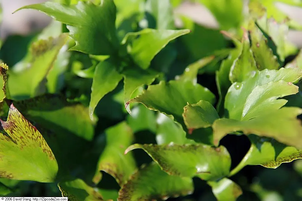 Japanese Holly Fern (Cyrtomium Falcatum) — and it performs admirably in shaded rock gardens or borders