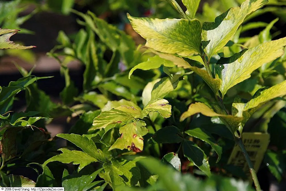 Japanese Holly Fern (Cyrtomium Falcatum) — It requires well-draining