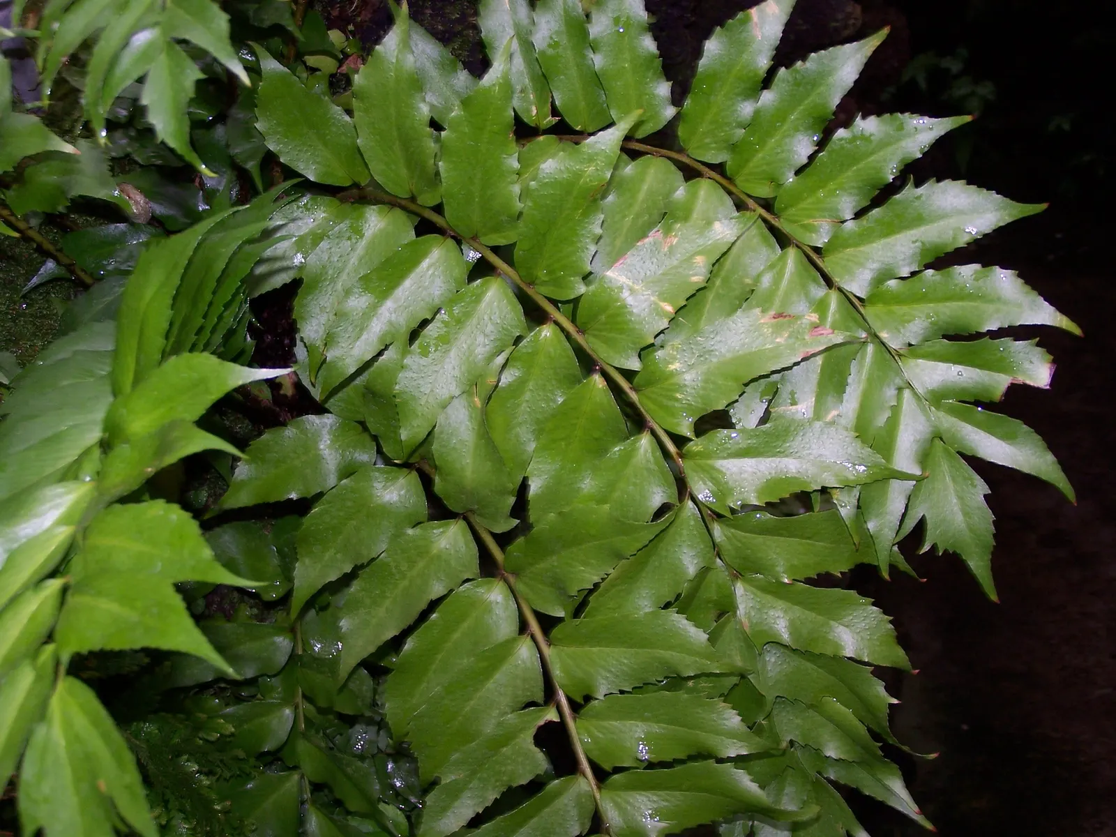 Japanese Holly Fern (Cyrtomium Falcatum) — Each frond can reach a length of 18 to 24 inches; it thrives in partial to full shade and prefers moist, image 64
