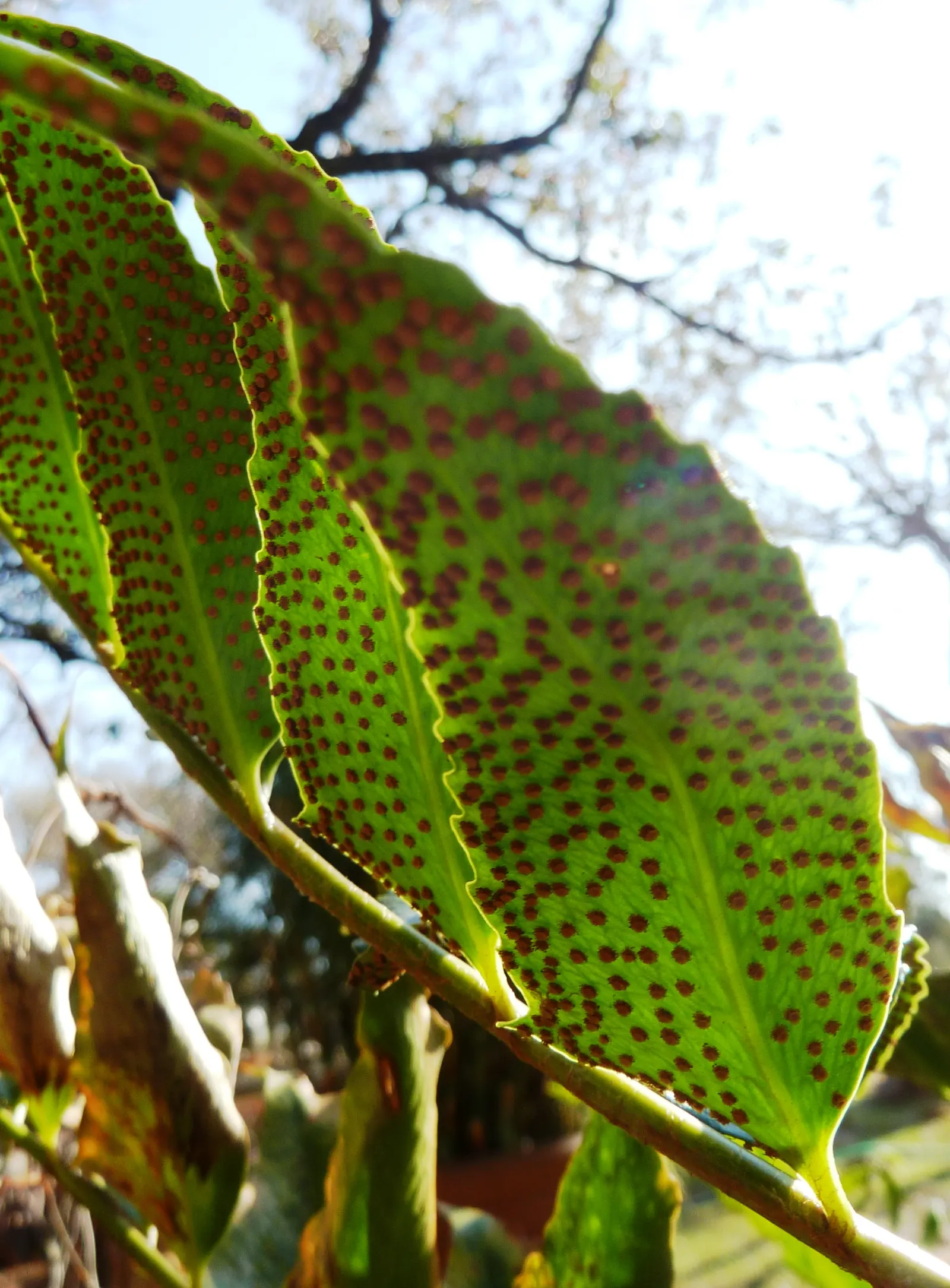 Japanese Holly Fern (Cyrtomium Falcatum) — and resistance to pests and diseases; its tolerance for dry shade once established, image 100