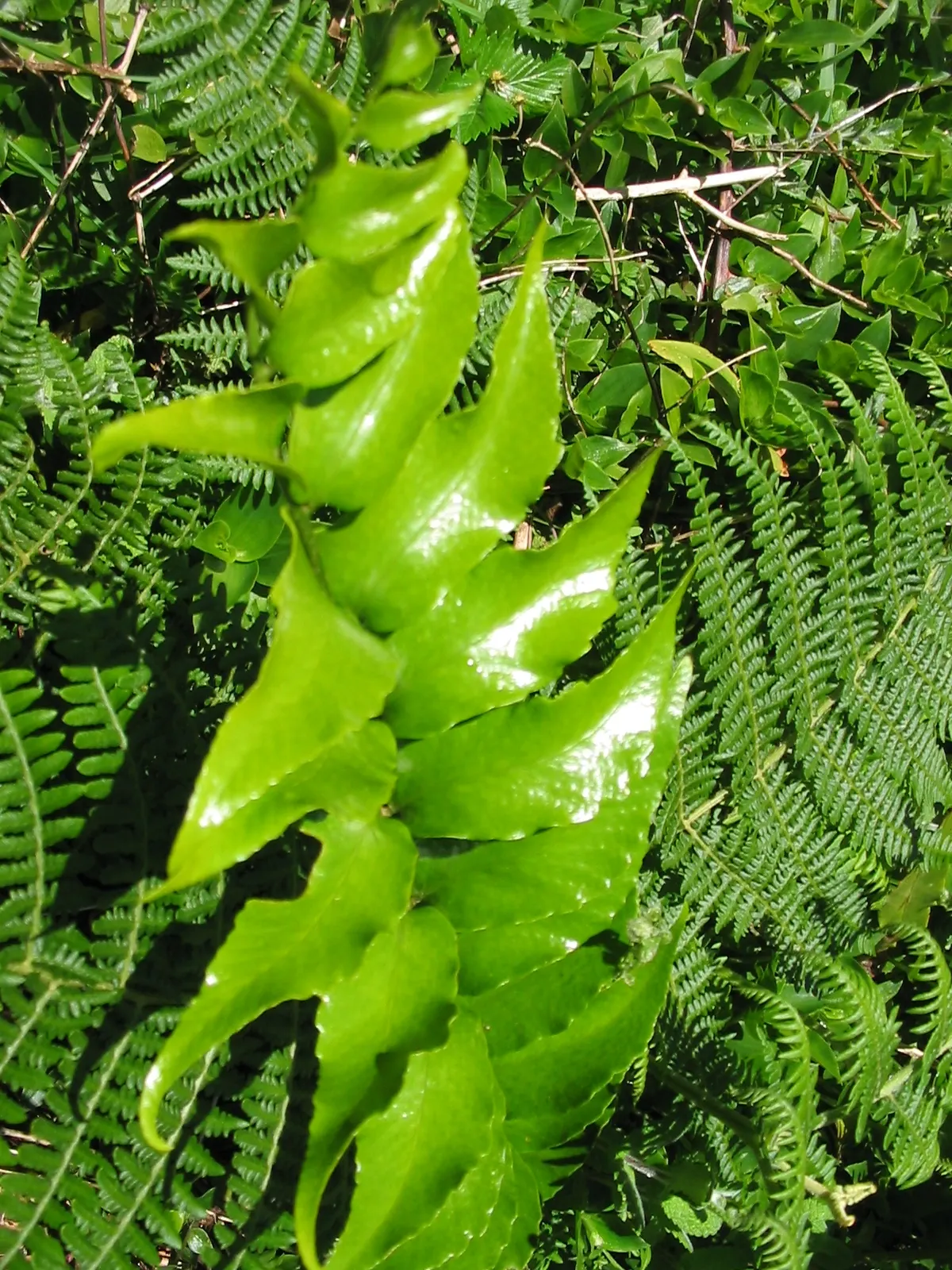 Japanese Holly Fern (Cyrtomium Falcatum) — make it a low-maintenance option for the landscape; holly-like fronds reaching up to 2 feet in length