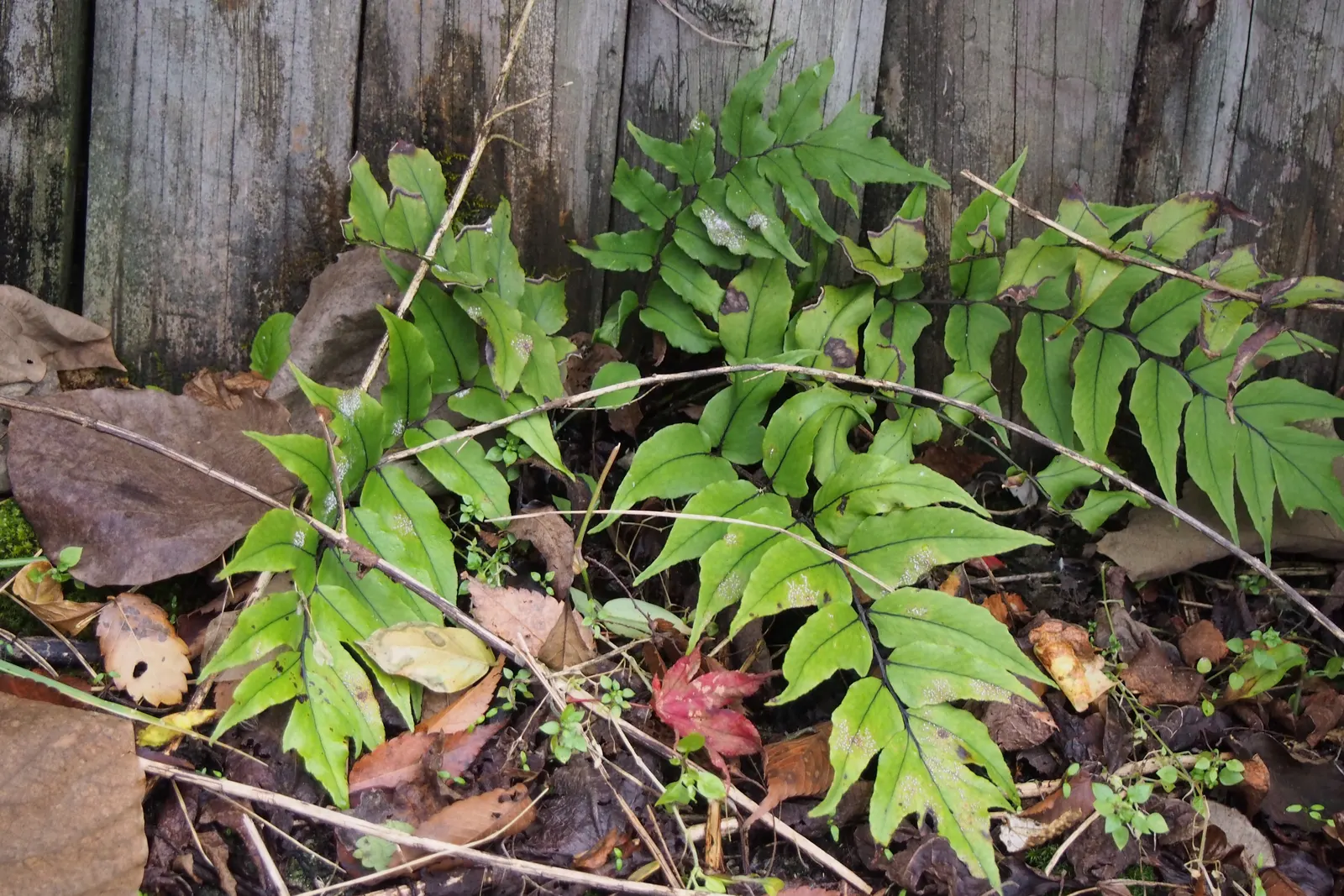 Japanese Holly Fern (Cyrtomium Falcatum) — Additionally, its deer resistance is a valuable trait for gardens in areas with a significant deer, image 76