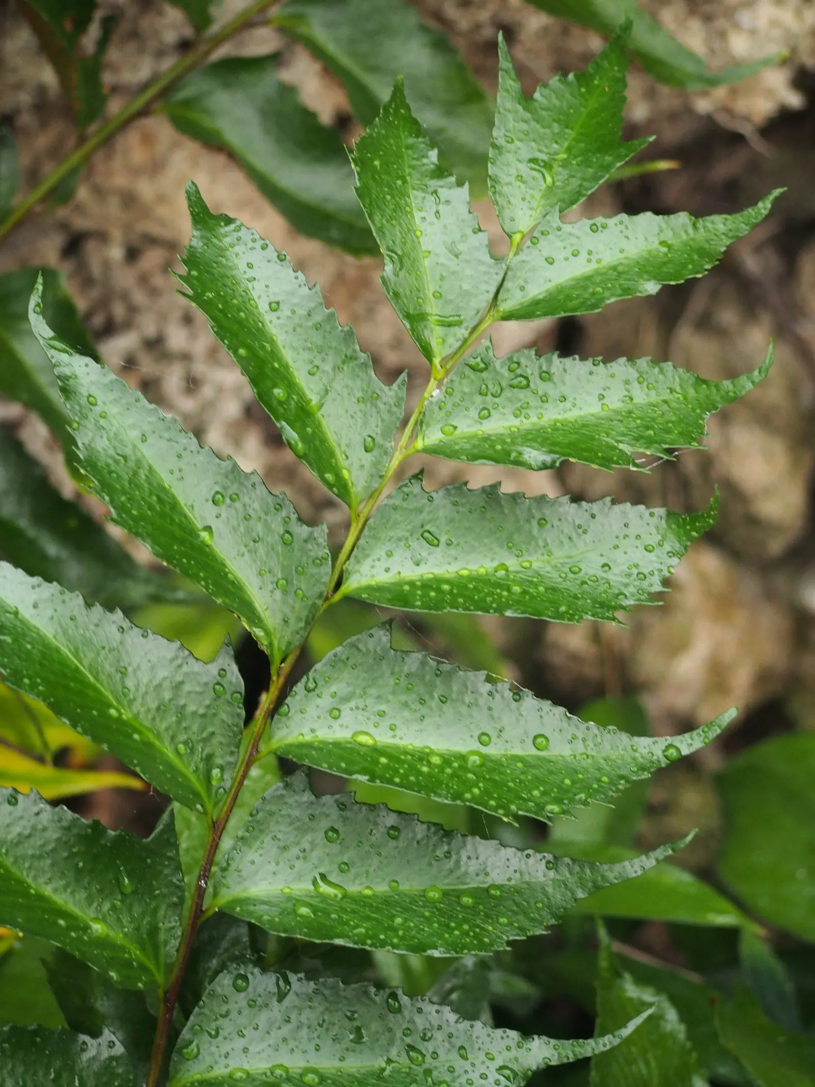 Japanese Holly Fern (Cyrtomium Falcatum) — this evergreen fern is ideal for adding texture to shaded landscapes