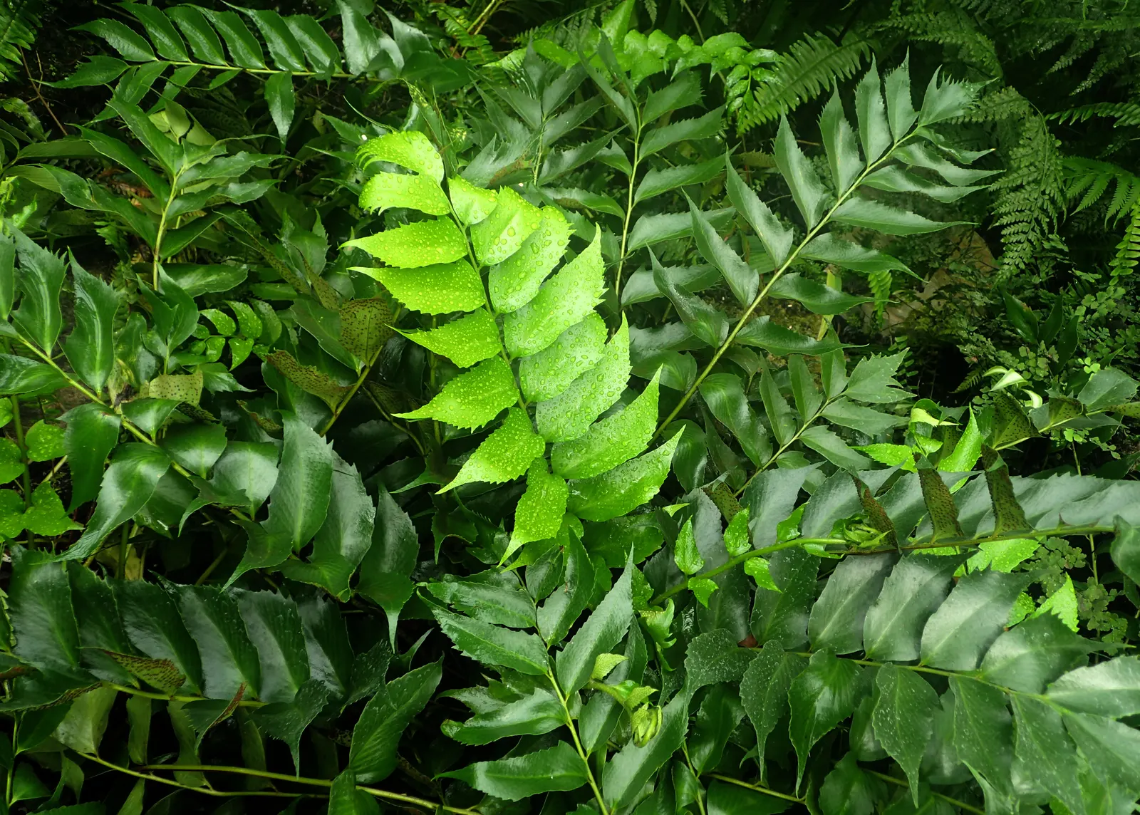 Japanese Holly Fern (Cyrtomium Falcatum) — holly-like fronds reaching up to 2 feet in length; leathery pinnae (leaflets) that are shaped with a distinctive