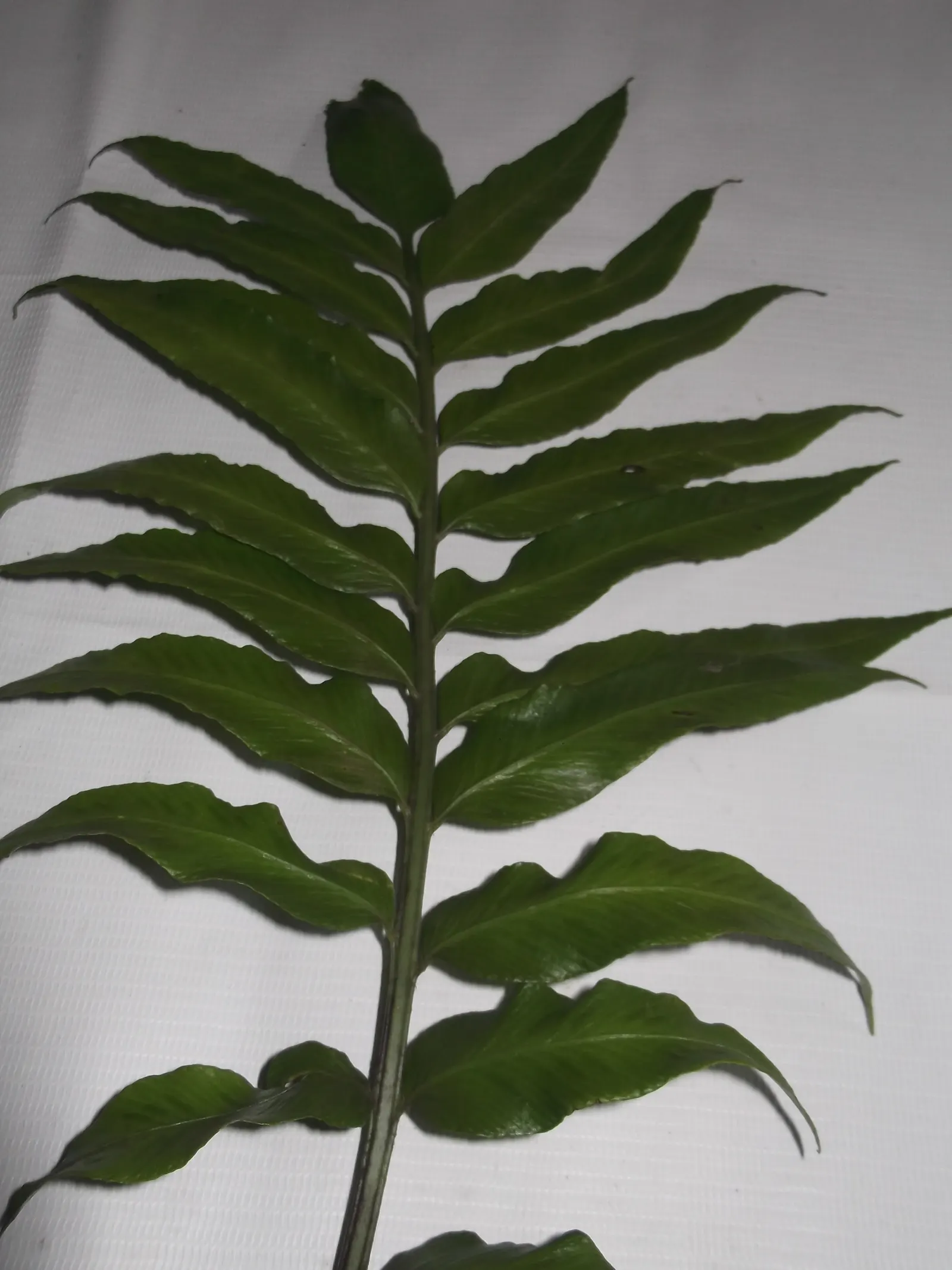 Japanese Holly Fern (Cyrtomium Falcatum) — enhanced with organic matter