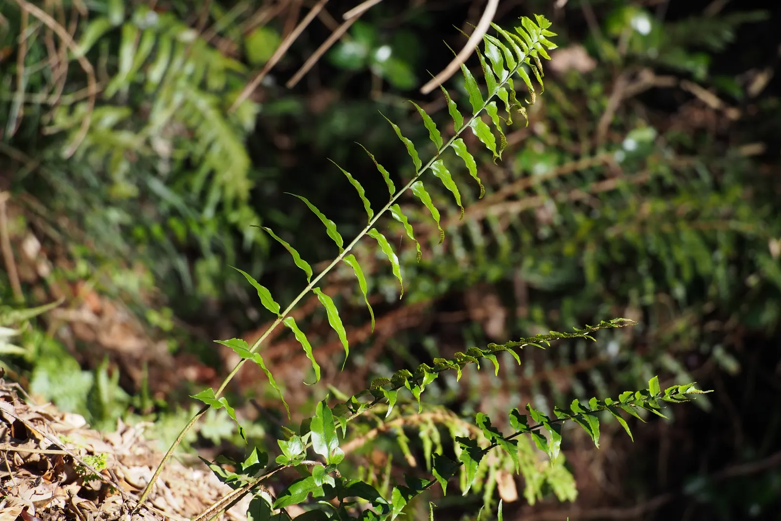 Japanese Holly Fern (Cyrtomium Falcatum) — It thrives in partial to full shade and prefers moist, well-drained soil with a pH close to neutral; sustaining a