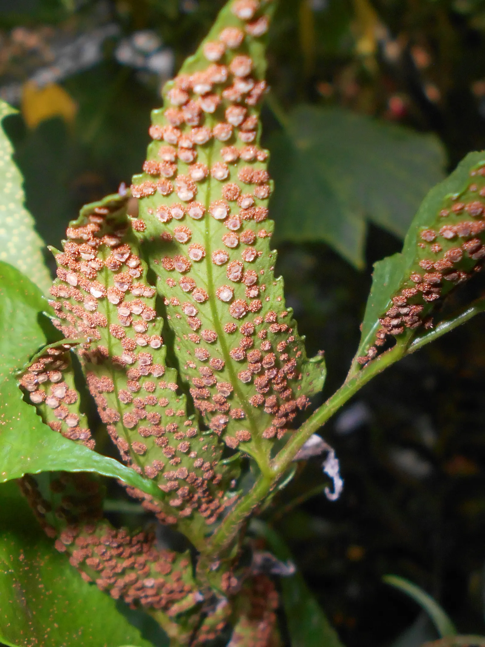 Japanese Holly Fern (Cyrtomium Falcatum) — Additionally, its deer resistance is a valuable trait for gardens in areas with a significant deer population