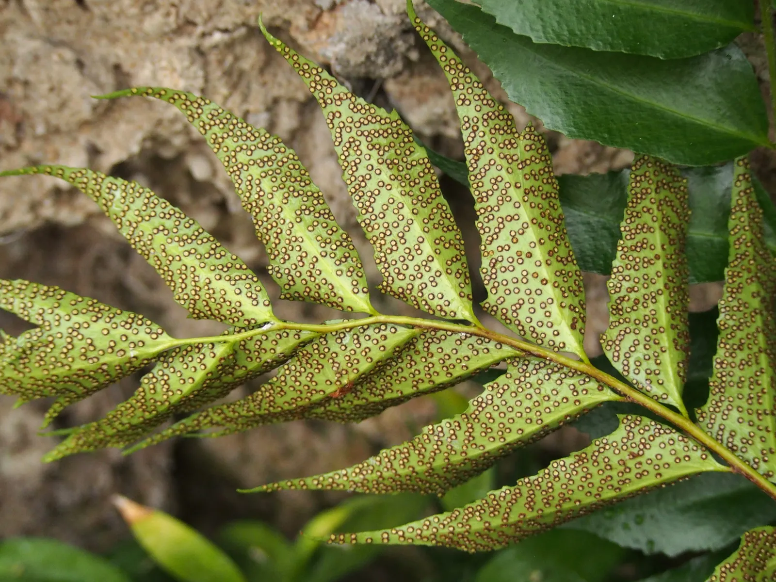 Japanese Holly Fern (Cyrtomium Falcatum) — fern / shrub for half or shade