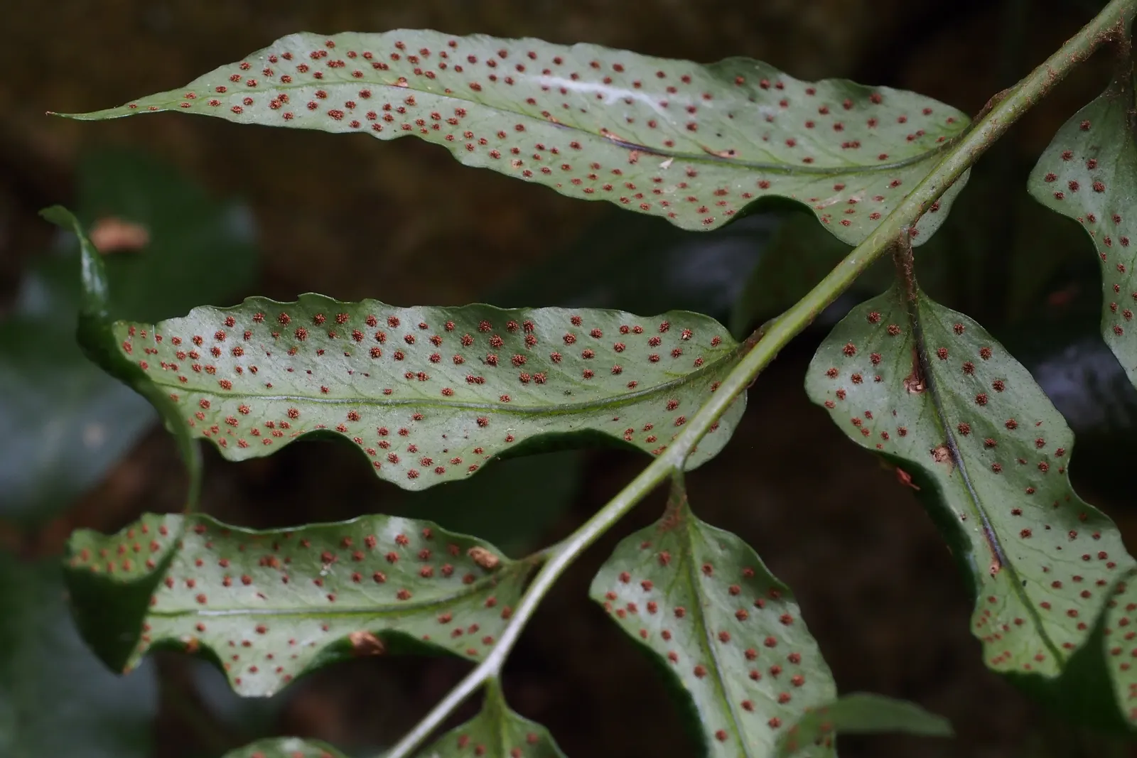 Japanese Holly Fern (Cyrtomium Falcatum) — sustaining a preference for slight acidity to neutral pH levels