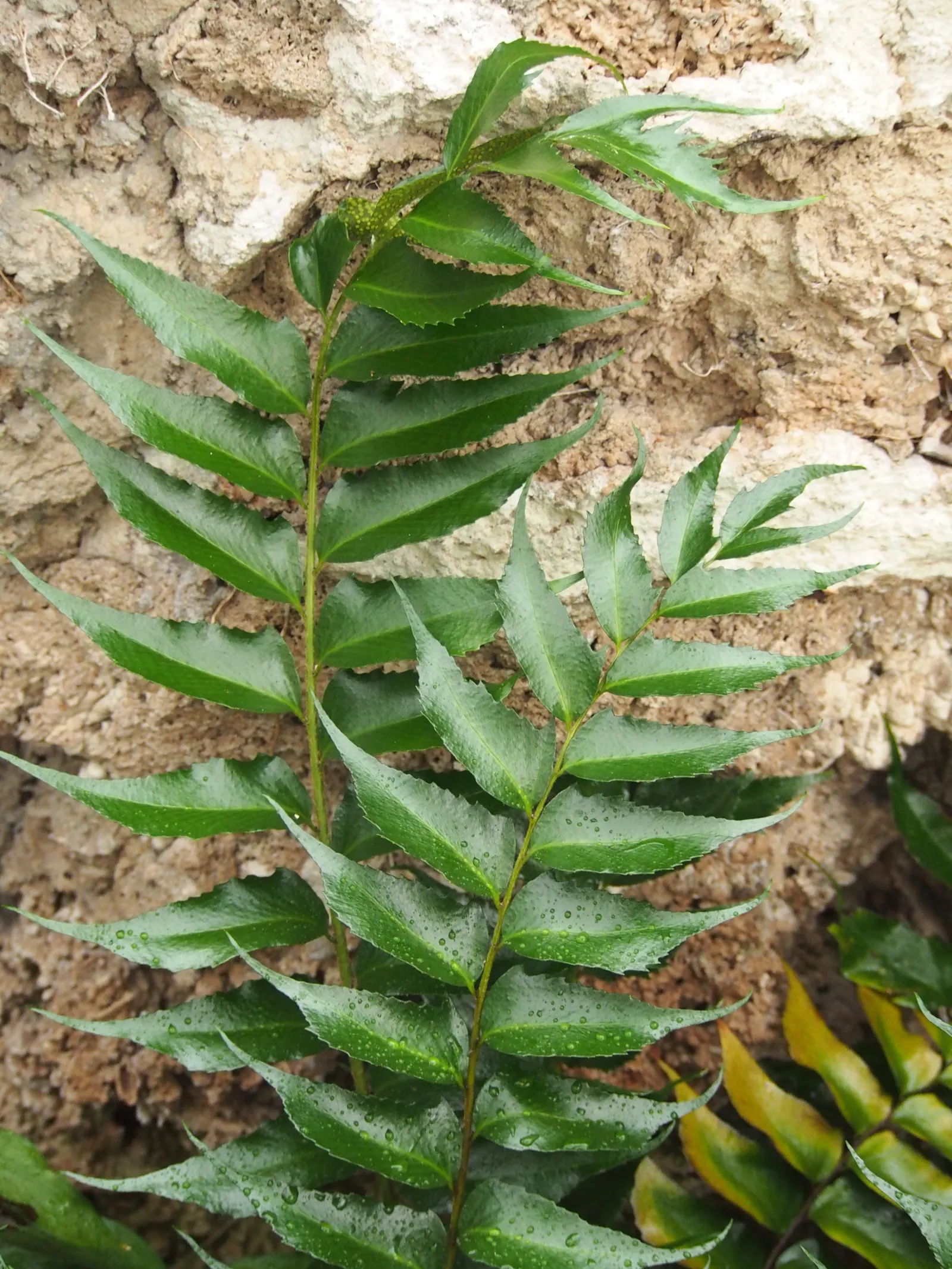 Japanese Holly Fern (Cyrtomium Falcatum) — and resistance to pests and diseases; its tolerance for dry shade once established