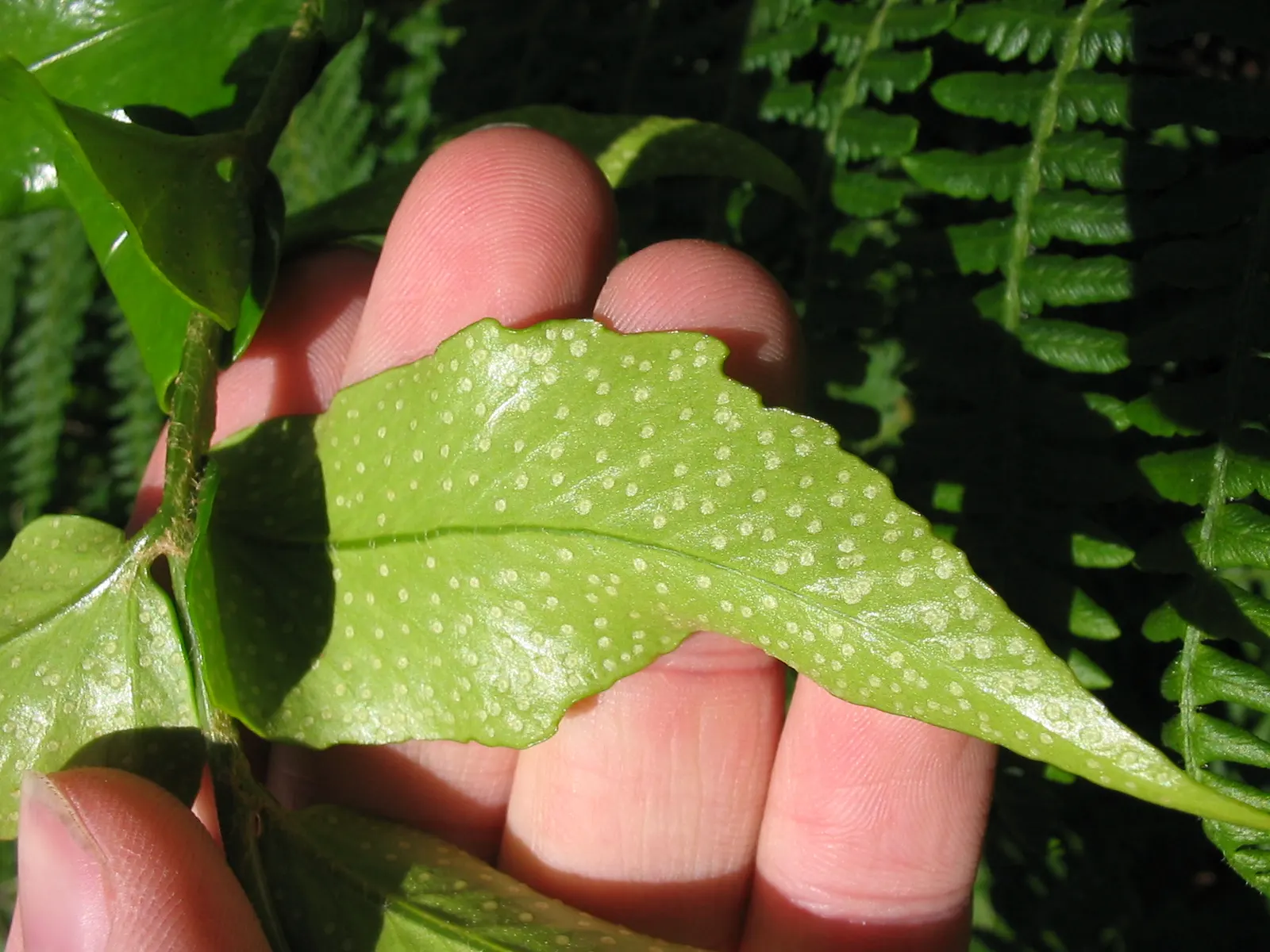 Japanese Holly Fern (Cyrtomium Falcatum) — favoring partial to full shade conditions; additionally, its deer resistance is a valuable trait for gardens in