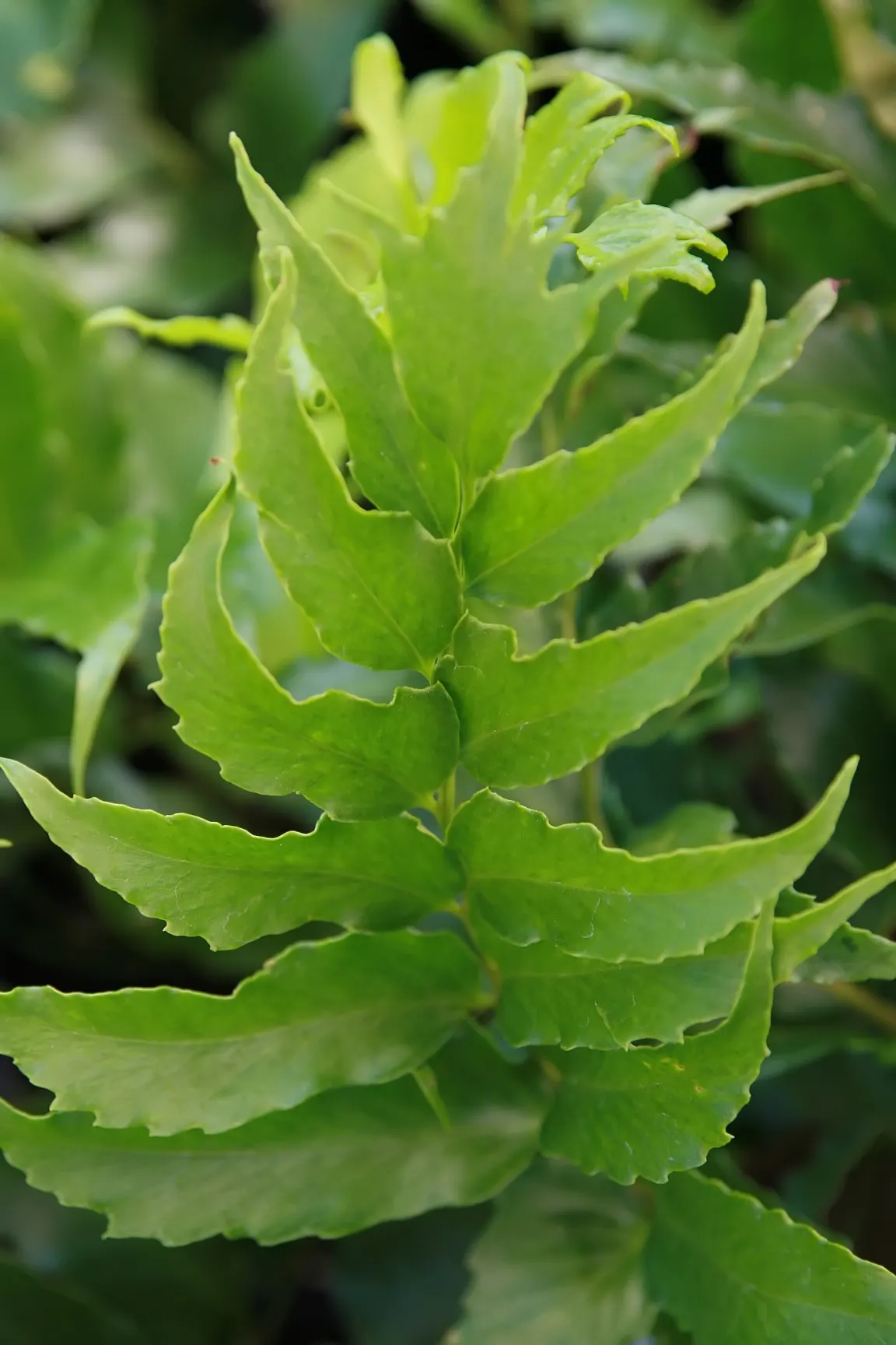 Japanese Holly Fern (Cyrtomium Falcatum) — botanically termed Cyrtomium falcatum