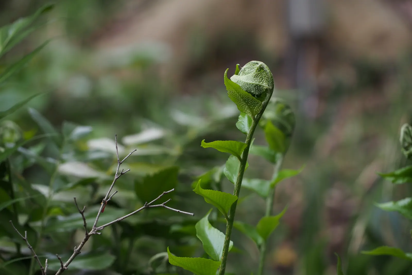 Japanese Holly Fern (Cyrtomium Falcatum) — elegantly unfurling to create a dense