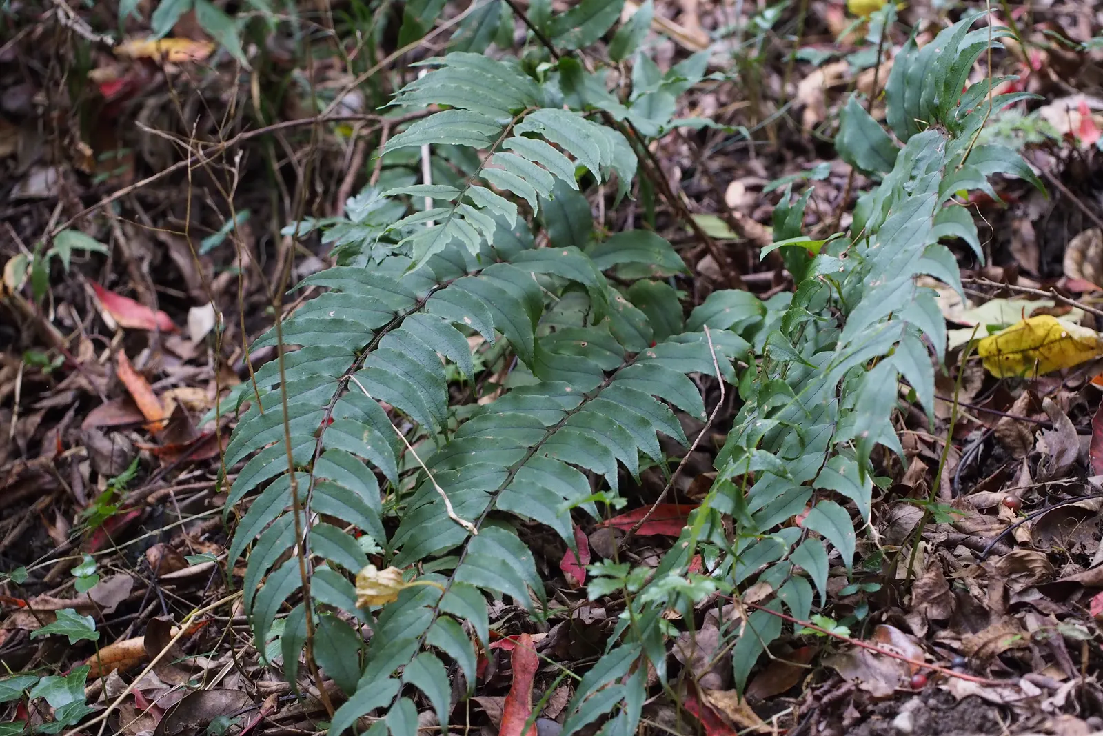 Japanese Holly Fern (Cyrtomium Falcatum) — Each frond can reach a length of 18 to 24 inches