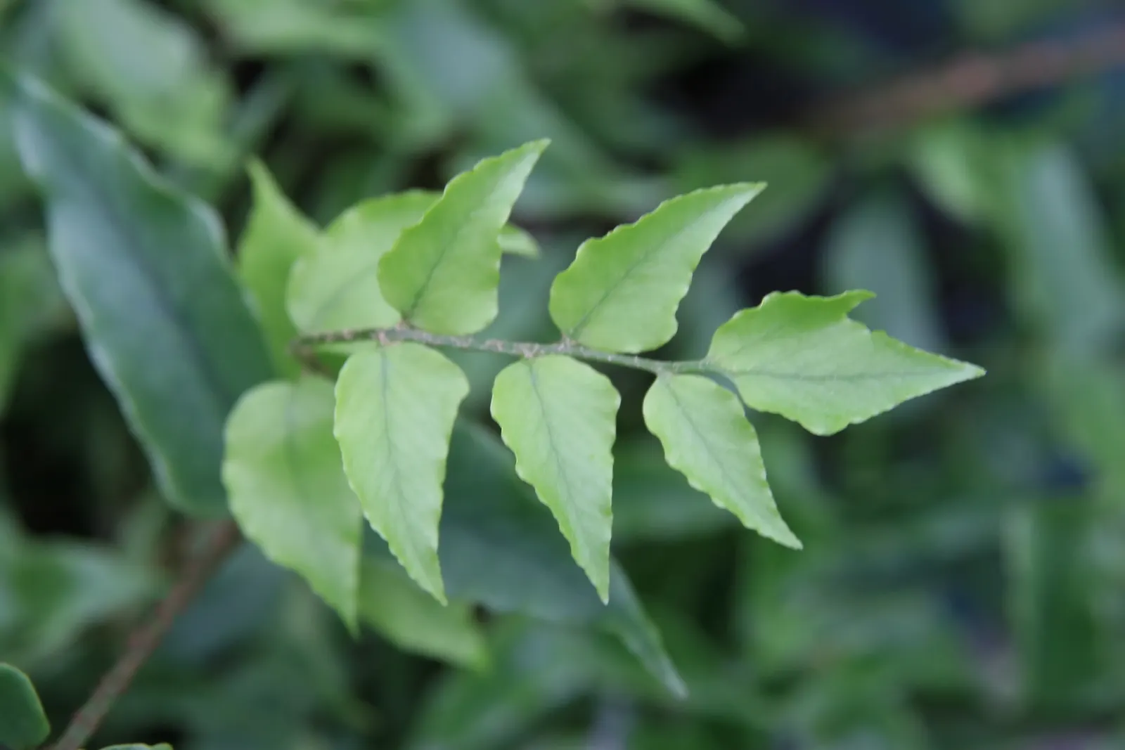 Japanese Holly Fern (Cyrtomium Falcatum) — sustaining a preference for slight acidity to neutral pH levels; watering should be consistent to, image 70