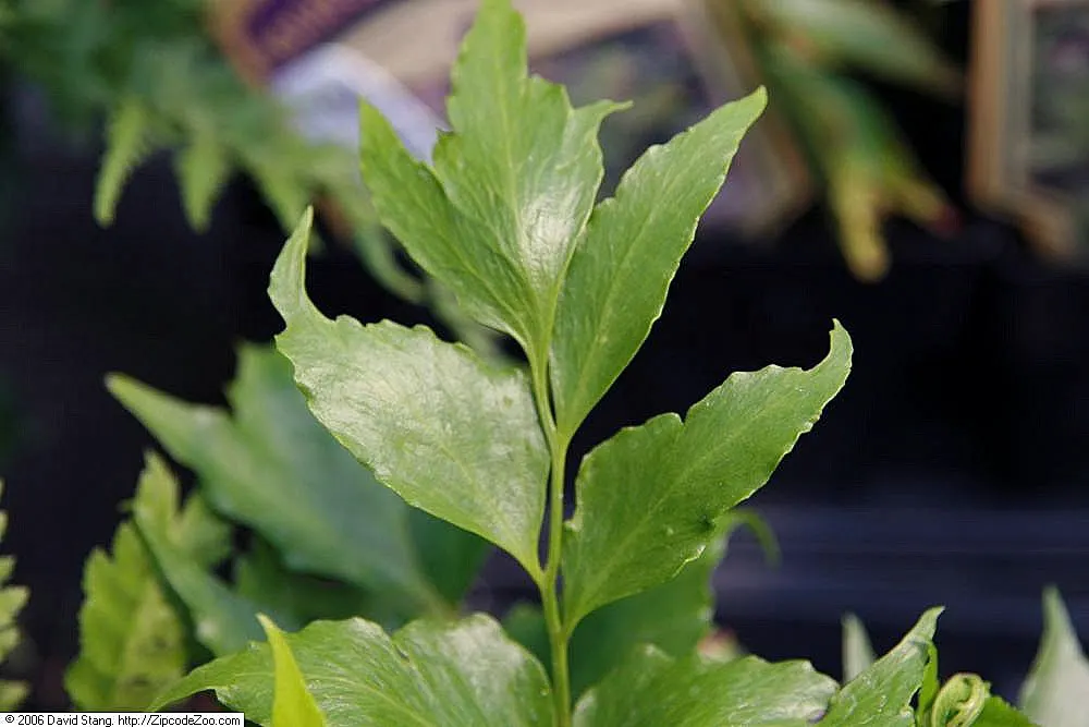 Japanese Holly Fern (Cyrtomium Falcatum) — It's pest and disease-resistant; with a breadth of 6 to 8 inches