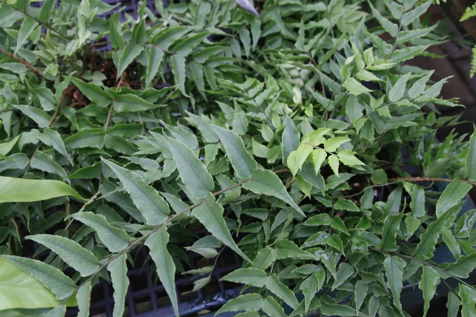 Japanese Holly Fern (Cyrtomium Falcatum) — fern / shrub for half or shade; make it a low-maintenance option for the landscape, image 78