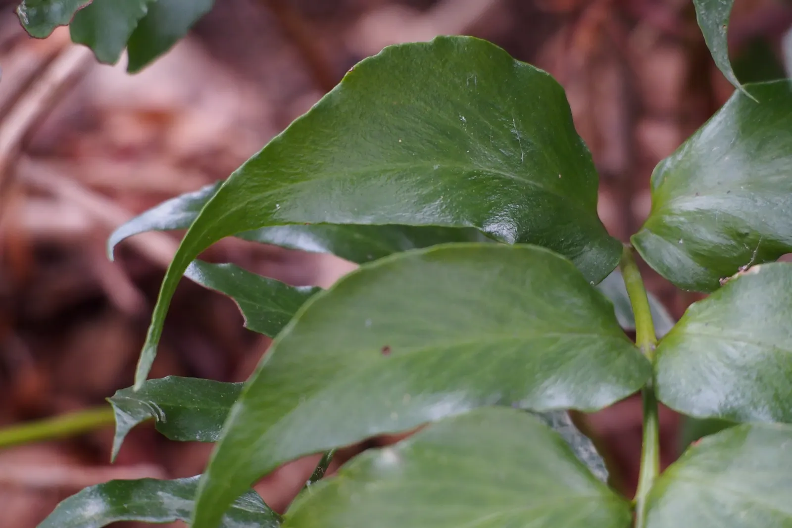 Japanese Holly Fern (Cyrtomium Falcatum) — Each frond can reach a length of 18 to 24 inches; it thrives in partial to full shade and prefers moist