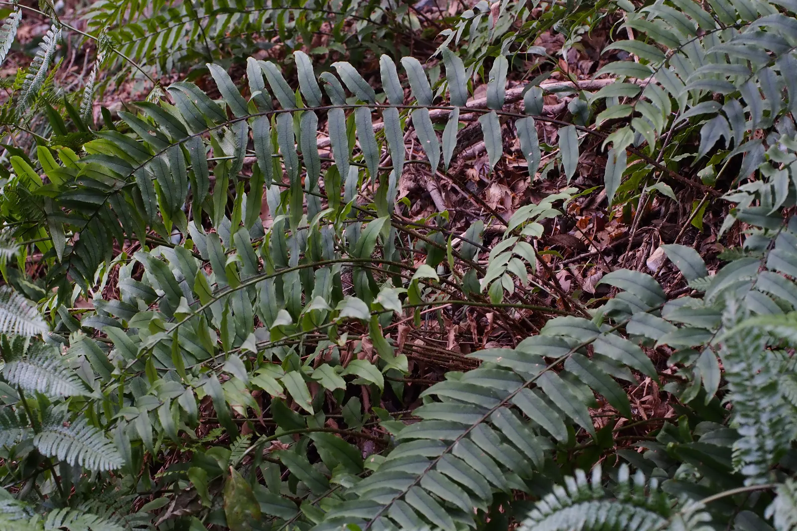 Japanese Holly Fern (Cyrtomium Falcatum) — this evergreen fern is ideal for adding texture to shaded landscapes; when employing Cyrtomium falcatum, image 56