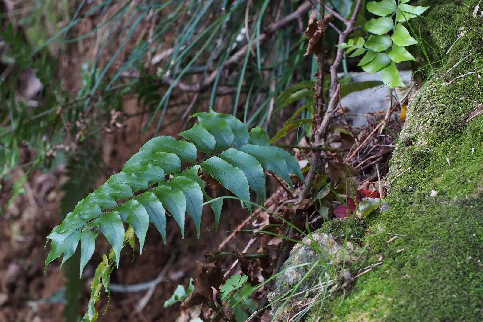 Japanese Holly Fern (Cyrtomium Falcatum) — with a breadth of 6 to 8 inches; this species adds textural contrast owing to its shiny, image 65