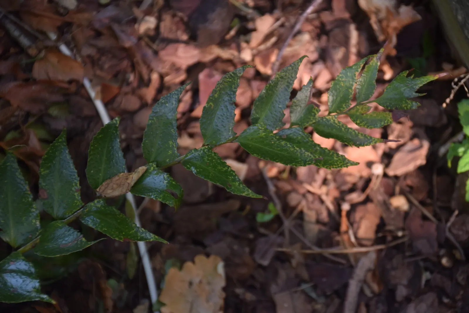 Japanese Holly Fern (Cyrtomium Falcatum) — favoring partial to full shade conditions; additionally, its deer resistance is a valuable trait for, image 93