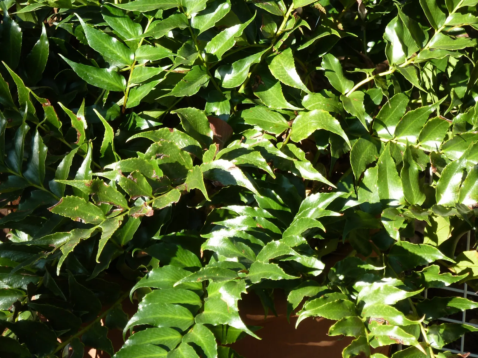 Japanese Holly Fern (Cyrtomium Falcatum) — and it performs admirably in shaded rock gardens or borders; botanically termed Cyrtomium falcatum