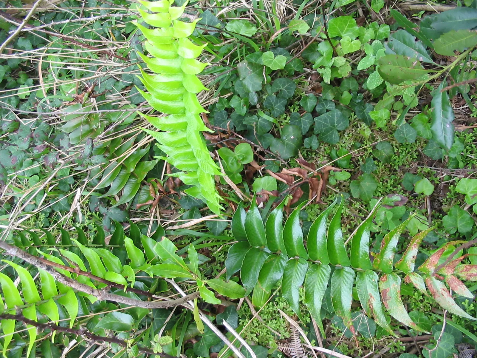 Japanese Holly Fern (Cyrtomium Falcatum) — or as a groundcover under larger plants