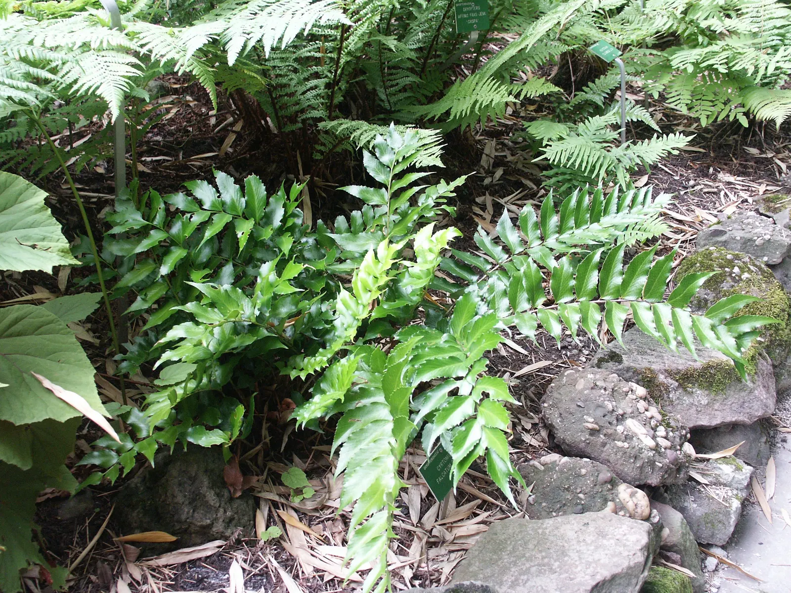 Japanese Holly Fern (Cyrtomium Falcatum) — this species adds textural contrast owing to its shiny; favoring partial to full shade conditions, image 62