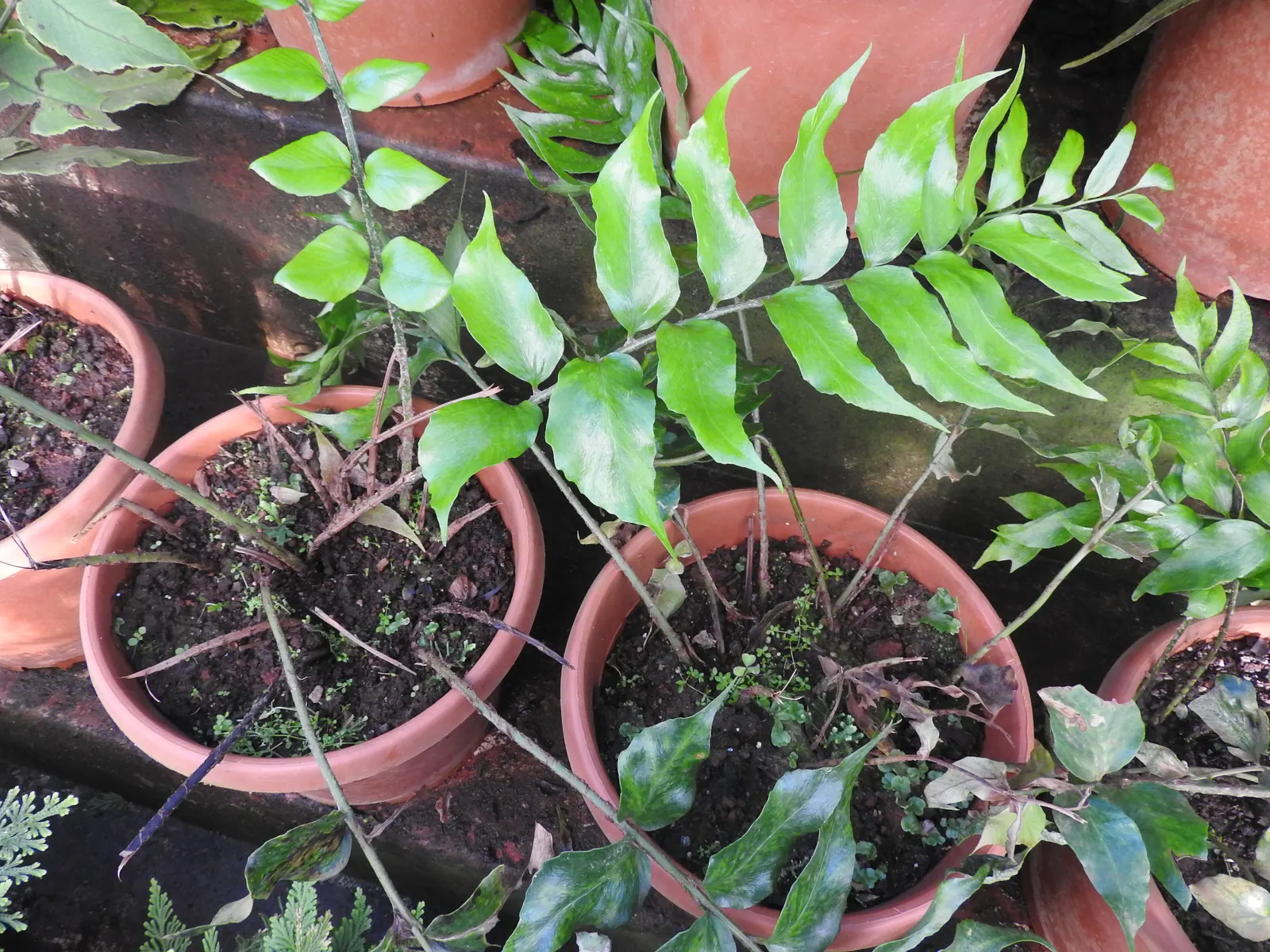 Japanese Holly Fern (Cyrtomium Falcatum) — Its tolerance for dry shade once established; elegantly unfurling to create a dense, image 99