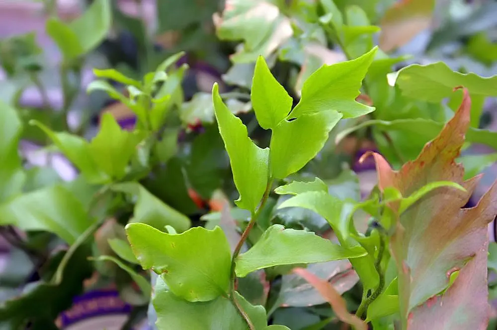 Japanese Holly Fern (Cyrtomium Falcatum) — The Japanese Holly Fern (Cyrtomium falcatum) is renowned for its glossy; this evergreen fern is ideal for adding